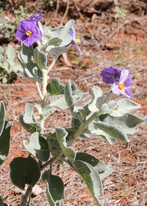 Western Australian Plants Solanaceae